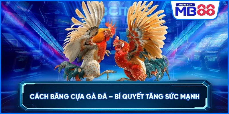 Cách Băng Cựa Gà Đá