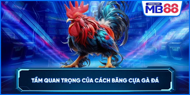 Tầm quan trọng của cách băng cựa gà đá